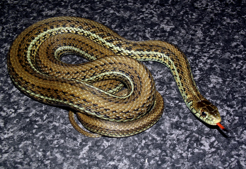 thamnophis eques scotti 1 copy
